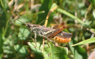 male mollis? Bergell