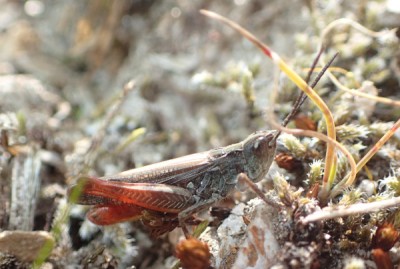 biguttulus ? Maloja