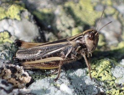 Stenobothrus lineatus? Muottas Muragl