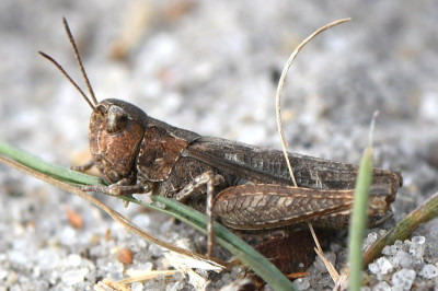 DSC_3484.JPG