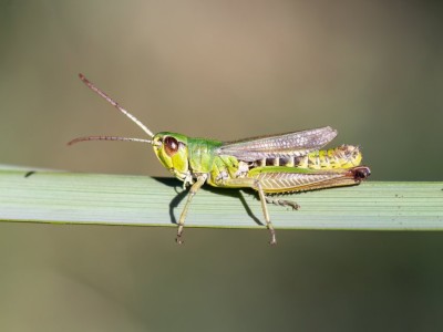 Pseudochorthippus_parallelus_Maennchen2_F.jpg