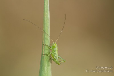 1. Larvenstadium von Tettigonia viridissima.