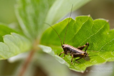 Gewöhnliche Strauchschrecke (Pholidoptera griseoaptera) im 1. Larvenstadium