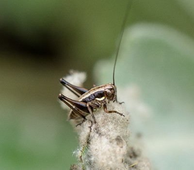 ca. 2cm