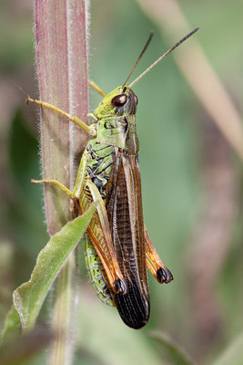 10.05.2011 - Mergoscia (Tessin)<br />Stauroderus scalaris war bereits fleissig am singen!