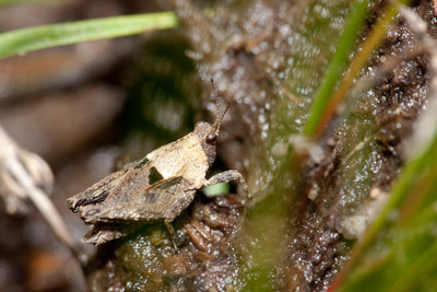 10.05.2011 - Mergoscia (Tessin)<br />Tetrix tenuicornis