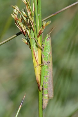 Tropidopola cylindrica, Weibchen