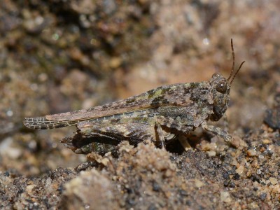 Paratettix meridionalis, Weibchen