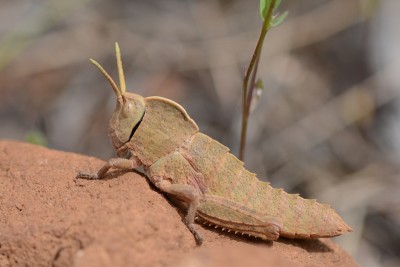 Pamphagus sardeus, männliche Larve