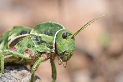 Pamphagus sardeus, Weibchen