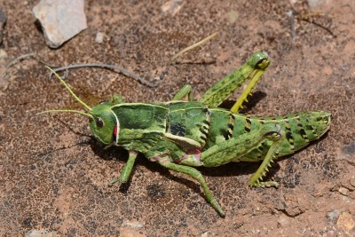 Pamphagus sardeus, Weibchen