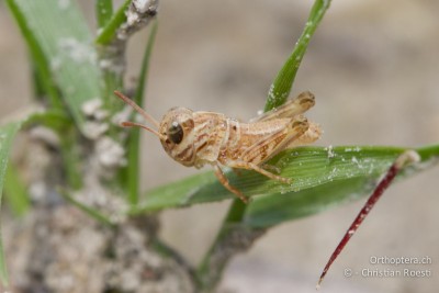 Larve von Oedaleus decorus wenige Minuten nach dem Schlupf.