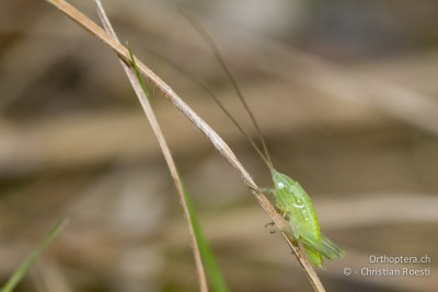 Ruspolia nitidula im 1. Stadium.