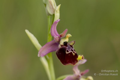 Ophrys holosericea