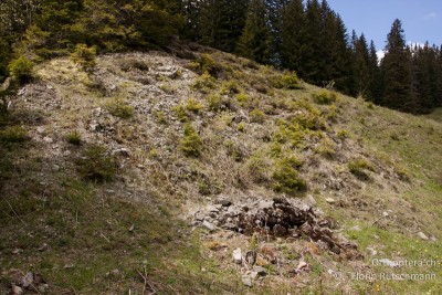 Standort unterhalb der Lombachalp mit beiden Arten Tetrix bipunctata und Tetrix kraussi.