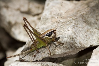 Pholidoptera littoralis littoralis ist momentan vielfach eine der häufigsten Arten weit und breit. Wir sind beide nicht zum ersten Mal in Istrien, können Pholidoptera littoralis littoralis aber zum ersten Mal hier sehen. Sie ist wohl ca. in einem Monat schon wieder vorüber, so dass von der Art im Hochsommer keine Spur zu finden ist.