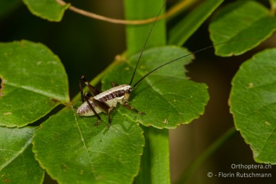 Vermutlich Pachytrachis gracilis im 1. Larvenstadium und nicht Pholidoptera cf. fallax (Danke für den Hinweis Werner!)