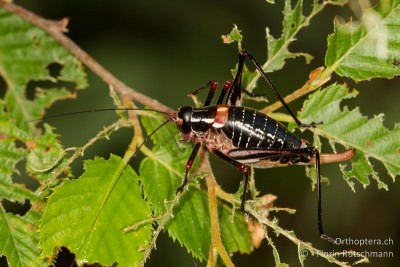 Barbitistes ocskayi