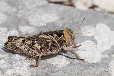 Die Steinschrecke Prionotropis hystrix ist immer ein Highlight. Die meisten Individuen waren bereits ausgewachsen. Einige Larven befanden sich im letzten Stadium und nur selten fanden wir jüngere Stadien.