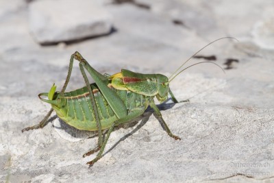 Polysarcus denticauda