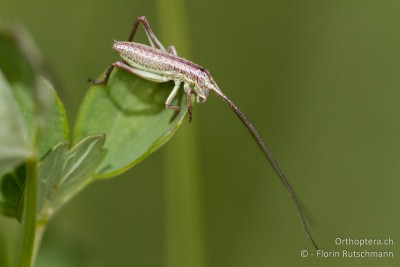 Ephippiger discoidalis im 1. Larvenstadium