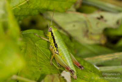 Von der Flügellosen Knarrschrecke (Micropodisma salamandra) sind erst ganz wenige Tiere ausgewachsen.