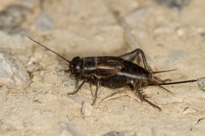 Melanogryllus desertus