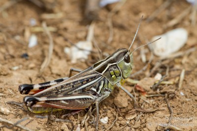 Arcyptera microptera, eine seltene Art in Kroatien