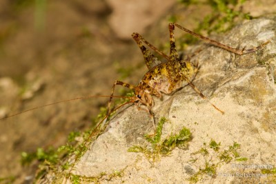 Insgesamt haben wir gut 10 ausgewachsene Tiere und einige Larven von Troglophilus neglectus in der Röhre und im angrenzenden Schacht gefunden.