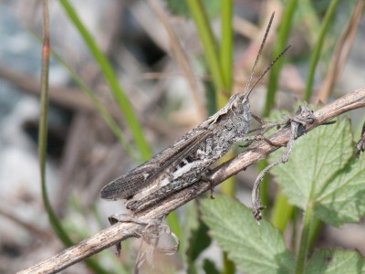 Er hat auch nicht gesungen! Auch Chorthippus brunneus?