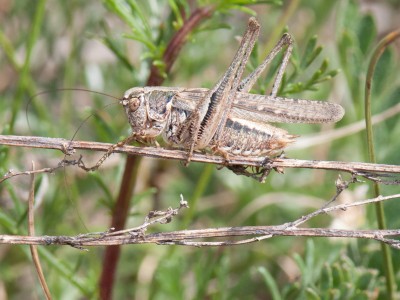 Plactycleis grisea