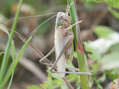 Plactycleis grisea - frisch gehäutet