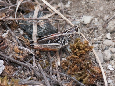 Stenobothrus lineatus Weibchen
