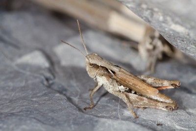 Weibchen von Chorthippus pullus