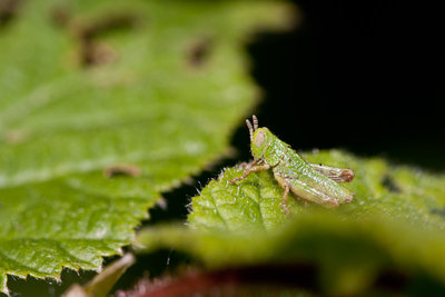 10.05.2011 - Mergoscia (Tessin)<br />Entweder Odontopodisma decipiens oder Miramella formosanta