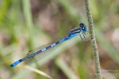 ♂ der Gabel-Azurjungfer (Coenagrion scitulum)?