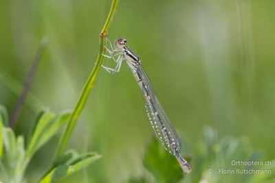 ♀ der Gabel-Azurjungfer (Coenagrion scitulum)?