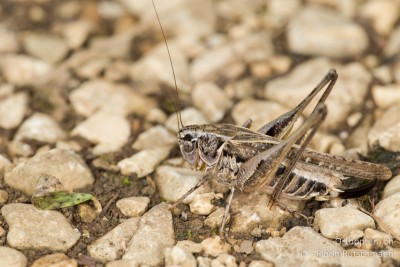 Weibchen von Platycleis romana