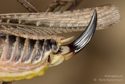 Ovipositor, Seitensklerit und 7. Sernum sind gut erkennbar