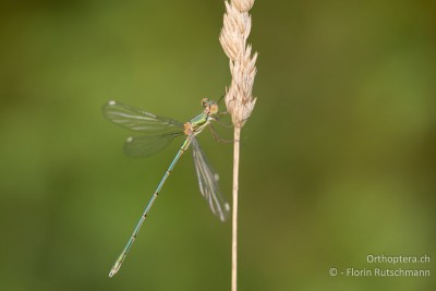 Gemeine Weidenjungfer - Lestes viridis?