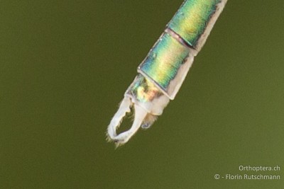 Hinterleibsanhänge von Lestes virdis?