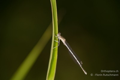 Platycnemis pennipes - die geht inzwischen ganz gut;-)