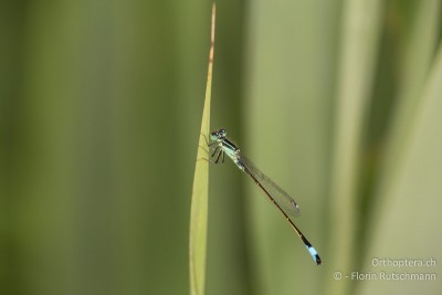 Ischnura elegans