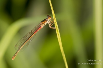 Ceriagrion tenellum