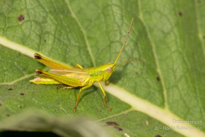 Chrysochraon dispar giganteus - zu Deutsch wäre Riesenhafte Goldschrecke auch passend;-)