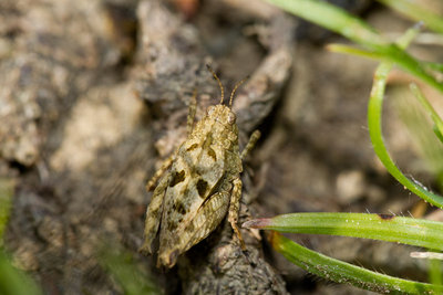 19.05.2011 - Tetrix tenuicornis