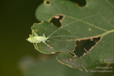 Schildförmige Eichenschrecke (Cyrtaspis scutata) - für mich ein Highlight, auch wenn es eine Larve ist, da mir die Art zum ersten Mal untergekommen ist.