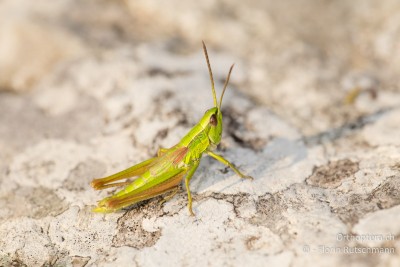 Eine etwas seltsame Konstruktion der Kleinen Goldschrecke (Euthystira brachyptera). Bis auf die Flügel alles typisch Männchen. Die Flügel entsprechen aber jenen eines Weibchens, ausser dass sie hinten etwas verlängert sind.