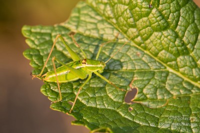 Kleine Buntschrecke (Poecilimon elegans) ♂