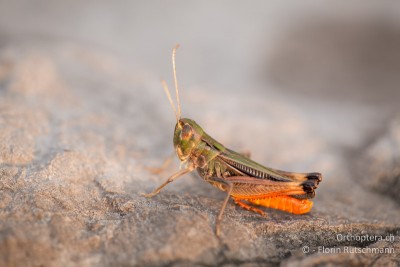 Ein grosses Highlight, der Kroatische Heidegrashüpfer Stenobothrus croaticus. Ein Endemit der Velebit-Region.